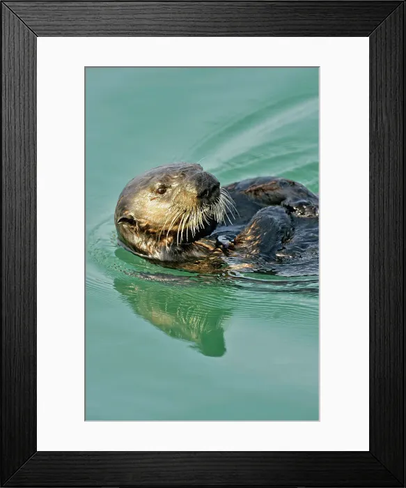 Framed Print : Sea otter (Enhydra lutris) Loafing and preening after feeding, Morro Bay, California, USA Framed Print : Sea otter (Enhydra lutris) Loafing and preening after feeding, Morro Bay, California, USA