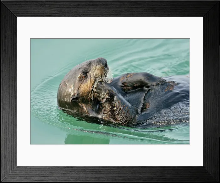 Framed Print : Sea otter (Enhydra lutris) Loafing and preening after feeding, Morro Bay, California, USA Framed Print : Sea otter (Enhydra lutris) Loafing and preening after feeding, Morro Bay, California, USA