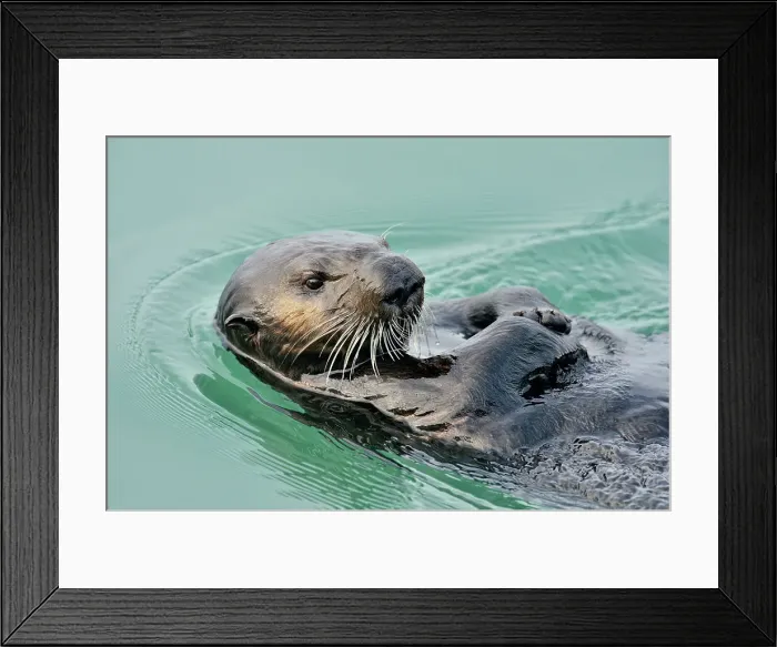 Framed Print : Sea otter (Enhydra lutris) Loafing and preening after feeding, Morro Bay, California, USA Framed Print : Sea otter (Enhydra lutris) Loafing and preening after feeding, Morro Bay, California, USA