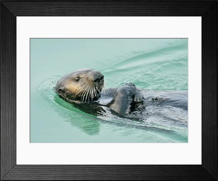 Framed Print : Sea otter (Enhydra lutris) Loafing and preening after feeding, Morro Bay, California, USA