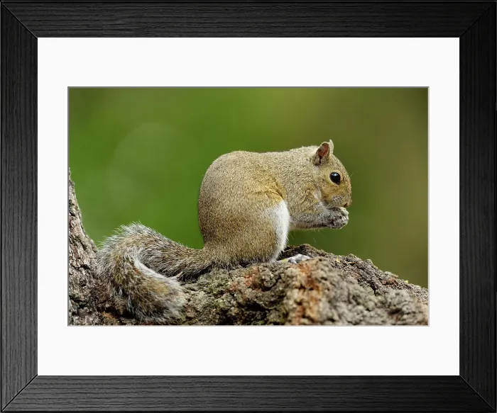 Framed Print : Eastern gray squirrel (Sciurus carolinensis), Myakka River State Park, Florida, USA