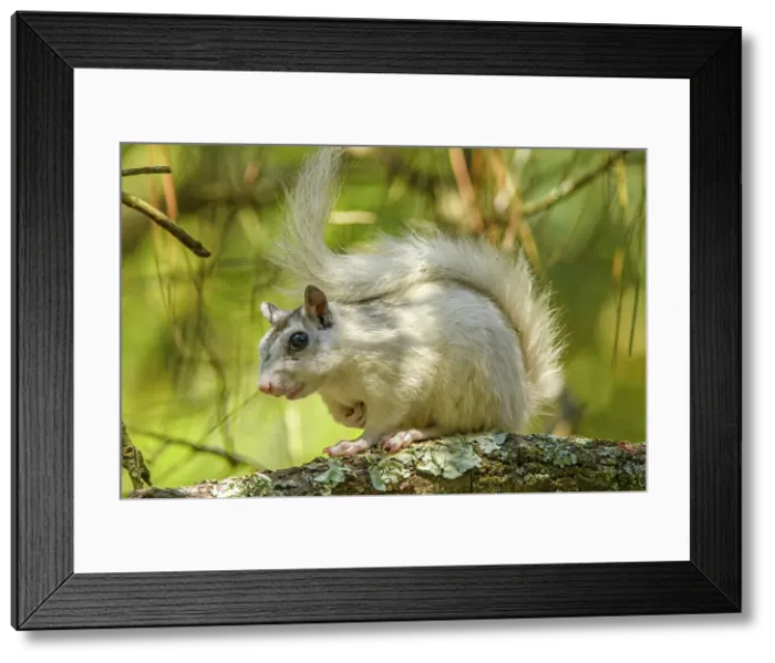Framed Print : Eastern Gray Squirrel (Sciurus carolinensis) White phase, Ochlockonee River State Park, Florida, USA Framed Print : Eastern Gray Squirrel (Sciurus carolinensis) White phase, Ochlockonee River State Park, Florida, USA