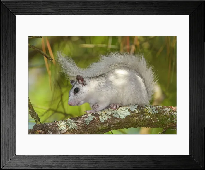 Framed Print : Eastern Gray Squirrel (Sciurus carolinensis) White phase, Ochlockonee River State Park, Florida, USA Framed Print : Eastern Gray Squirrel (Sciurus carolinensis) White phase, Ochlockonee River State Park, Florida, USA
