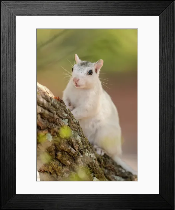 Framed Print : Eastern Gray Squirrel (Sciurus carolinensis) White phase, Ochlockonee River State Park, Florida, USA Framed Print : Eastern Gray Squirrel (Sciurus carolinensis) White phase, Ochlockonee River State Park, Florida, USA