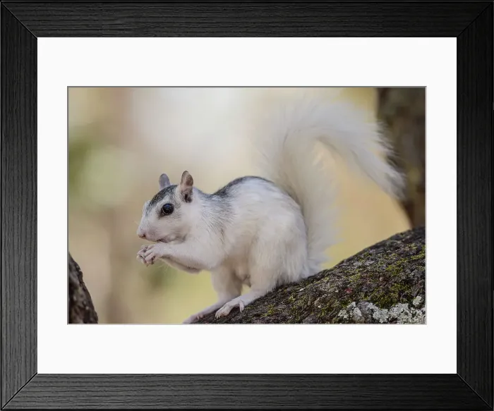 Framed Print : Eastern Gray Squirrel (Sciurus carolinensis) White phase, Ochlockonee River State Park, Florida, USA Framed Print : Eastern Gray Squirrel (Sciurus carolinensis) White phase, Ochlockonee River State Park, Florida, USA