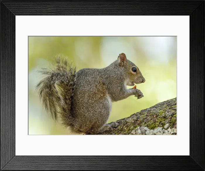 Framed Print : Eastern Gray Squirrel (Sciurus carolinensis) Gray phase, Ochlockonee River State Park, Florida, USA Framed Print : Eastern Gray Squirrel (Sciurus carolinensis) Gray phase, Ochlockonee River State Park, Florida, USA
