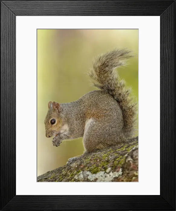 Framed Print : Eastern Gray Squirrel (Sciurus carolinensis) Gray phase, Ochlockonee River State Park, Florida, USA Framed Print : Eastern Gray Squirrel (Sciurus carolinensis) Gray phase, Ochlockonee River State Park, Florida, USA