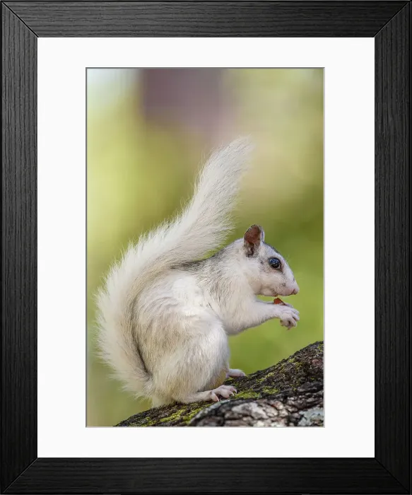 Framed Print : Eastern Gray Squirrel (Sciurus carolinensis) White phase, Ochlockonee River State Park, Florida, USA Framed Print : Eastern Gray Squirrel (Sciurus carolinensis) White phase, Ochlockonee River State Park, Florida, USA