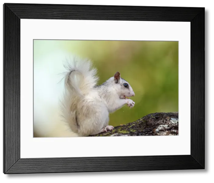 Framed Print : Eastern Gray Squirrel (Sciurus carolinensis) White phase, Ochlockonee River State Park, Florida, USA