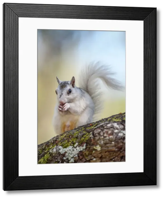 Framed Print : Eastern Gray Squirrel (Sciurus carolinensis) White phase, Ochlockonee River State Park, Florida, USA Framed Print : Eastern Gray Squirrel (Sciurus carolinensis) White phase, Ochlockonee River State Park, Florida, USA