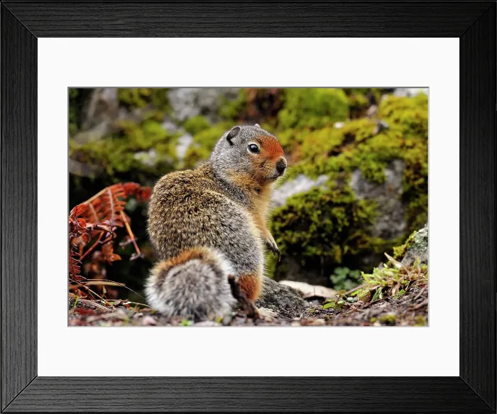 Framed Print : Columbia Ground Squirrel (Urocitellus columbianus), Clearwater National Forest, Idaho, USA Framed Print : Columbia Ground Squirrel (Urocitellus columbianus), Clearwater National Forest, Idaho, USA