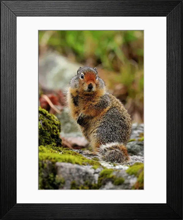 Framed Print : Columbia Ground Squirrel (Urocitellus columbianus), Clearwater National Forest, Idaho, USA Framed Print : Columbia Ground Squirrel (Urocitellus columbianus), Clearwater National Forest, Idaho, USA