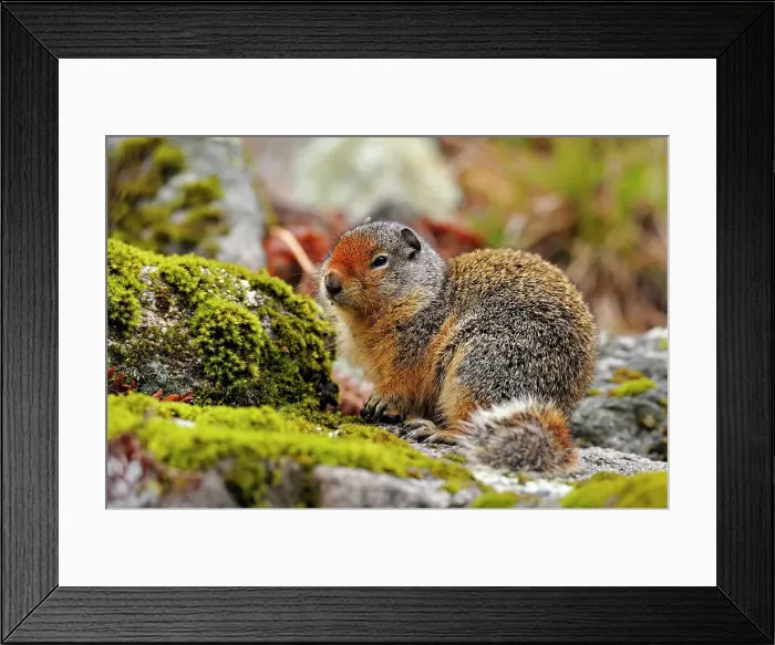 Framed Print : Columbia Ground Squirrel (Urocitellus columbianus), Clearwater National Forest, Idaho, USA