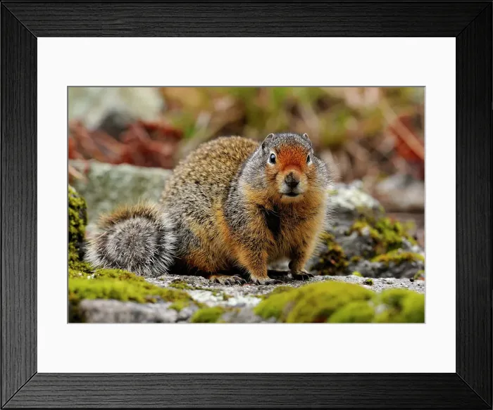 Framed Print : Columbia Ground Squirrel (Urocitellus columbianus), Clearwater National Forest, Idaho, USA Framed Print : Columbia Ground Squirrel (Urocitellus columbianus), Clearwater National Forest, Idaho, USA