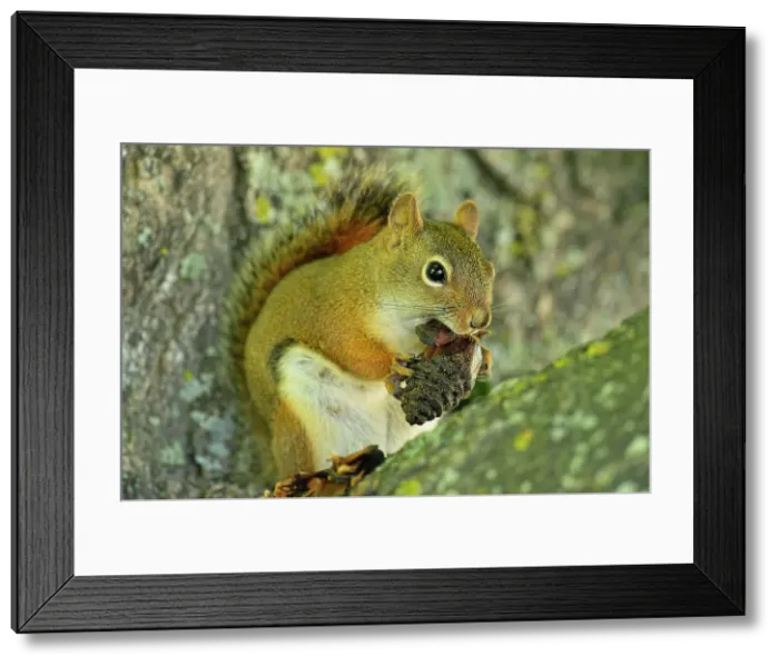 Framed Print : Red squirrel (Tamiasciurus hudsonicus) Eating a pine cone, Seney NWR, Seney, Michigan, USA Framed Print : Red squirrel (Tamiasciurus hudsonicus) Eating a pine cone, Seney NWR, Seney, Michigan, USA