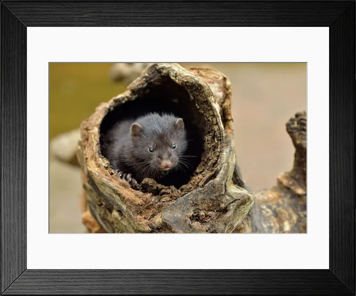 Framed Print : Mink (Mustela vison) Mother and pups, captive, Minnesota wildlife Connection, Sandstone, Minnesota, USA Framed Print : Mink (Mustela vison) Mother and pups, captive, Minnesota wildlife Connection, Sandstone, Minnesota, USA
