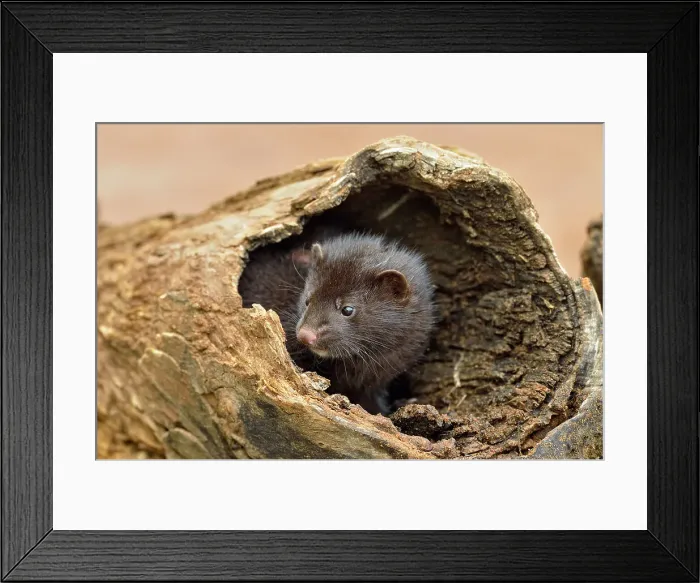 Framed Print : Mink (Mustela vison) Mother and pups, captive, Minnesota wildlife Connection, Sandstone, Minnesota, USA Framed Print : Mink (Mustela vison) Mother and pups, captive, Minnesota wildlife Connection, Sandstone, Minnesota, USA