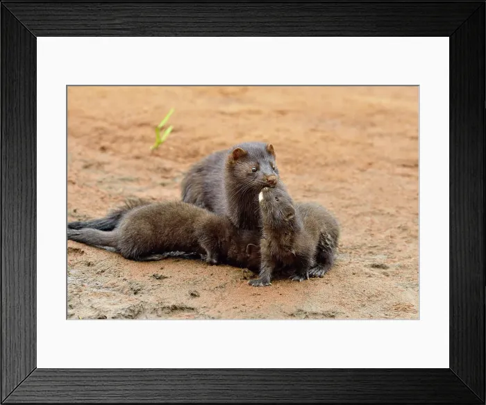 Framed Print : Mink (Mustela vison) Mother and pups, captive, Minnesota wildlife Connection, Sandstone, Minnesota, USA Framed Print : Mink (Mustela vison) Mother and pups, captive, Minnesota wildlife Connection, Sandstone, Minnesota, USA