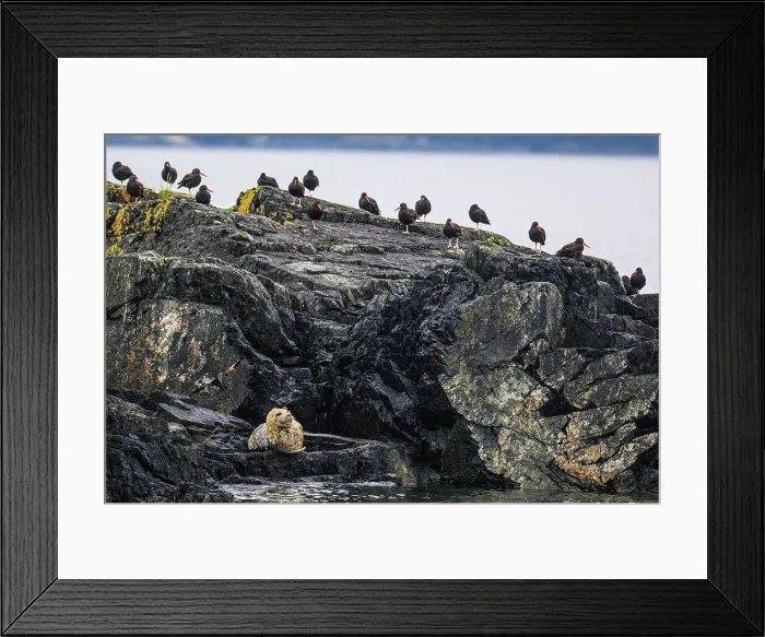 Framed Print : Black oystercatchers, Holkham Bay, Alaska, USA Framed Print : Black oystercatchers, Holkham Bay, Alaska, USA
