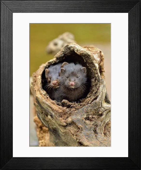 Framed Print : Mink (Mustela vison) Mother and pups, captive, Minnesota wildlife Connection, Sandstone, Minnesota, USA Framed Print : Mink (Mustela vison) Mother and pups, captive, Minnesota wildlife Connection, Sandstone, Minnesota, USA