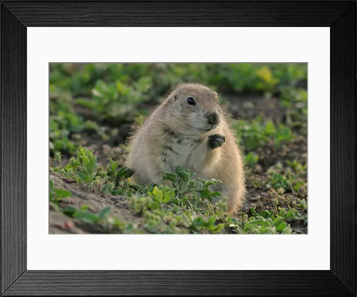 Framed Print : Black tailed prairie dog (Cynomys ludovicianus), Theodore Roosevelt NP, North Dakota, USA Framed Print : Black tailed prairie dog (Cynomys ludovicianus), Theodore Roosevelt NP, North Dakota, USA