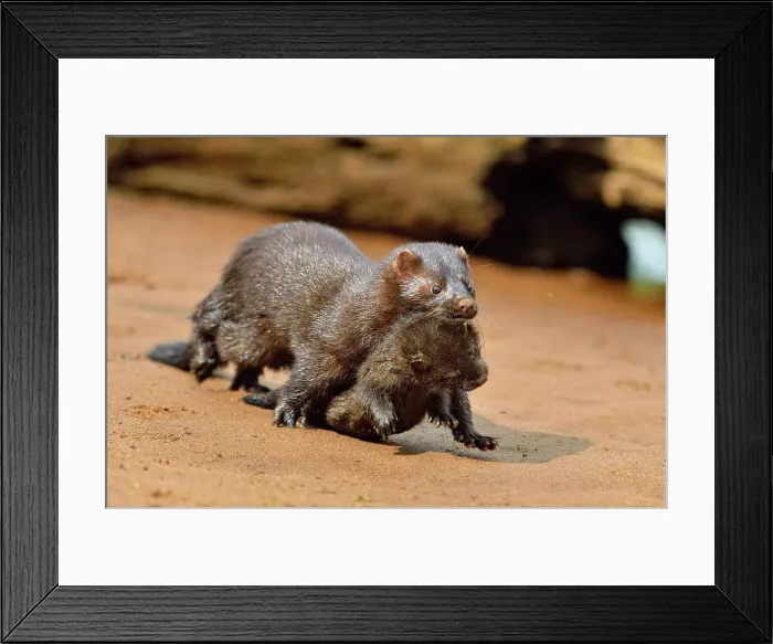Framed Print : Mink (Mustela vison) Mother and pups, captive, Minnesota wildlife Connection, Sandstone, Minnesota, USA Framed Print : Mink (Mustela vison) Mother and pups, captive, Minnesota wildlife Connection, Sandstone, Minnesota, USA