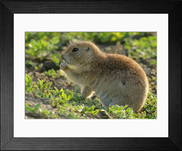 Framed Print : Black tailed prairie dog (Cynomys ludovicianus), Theodore Roosevelt NP, North Dakota, USA Framed Print : Black tailed prairie dog (Cynomys ludovicianus), Theodore Roosevelt NP, North Dakota, USA