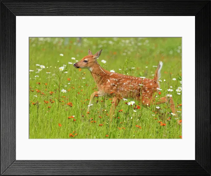 Framed Print : White-tailed deer (Odocoileus virginianus) Fawn, captive raised, Minnesota wildlife Connection, Sandstone, Minnesota, USA Framed Print : White-tailed deer (Odocoileus virginianus) Fawn, captive raised, Minnesota wildlife Connection, Sandstone, Minnesota, USA