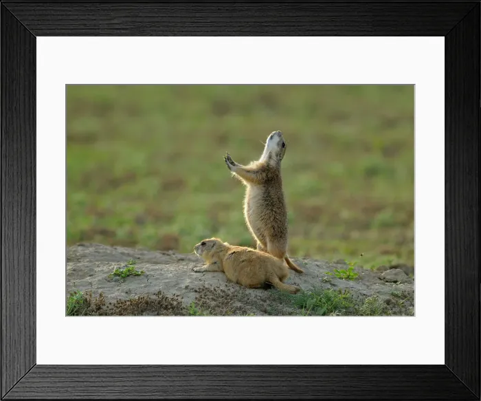 Framed Print : Black tailed prairie dog (Cynomys ludovicianus) Alert at burrow, Theodore Roosevelt NP, North Dakota, USA Framed Print : Black tailed prairie dog (Cynomys ludovicianus) Alert at burrow, Theodore Roosevelt NP, North Dakota, USA