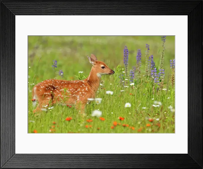 Framed Print : White-tailed deer (Odocoileus virginianus) Fawn, captive raised, Minnesota wildlife Connection, Sandstone, Minnesota, USA Framed Print : White-tailed deer (Odocoileus virginianus) Fawn, captive raised, Minnesota wildlife Connection, Sandstone, Minnesota, USA