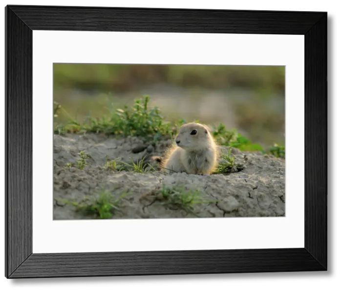 Framed Print : Black tailed prairie dog (Cynomys ludovicianus) baby at burrow entrance, Theodore Roosevelt NP, North Dakota, USA Framed Print : Black tailed prairie dog (Cynomys ludovicianus) baby at burrow entrance, Theodore Roosevelt NP, North Dakota, USA