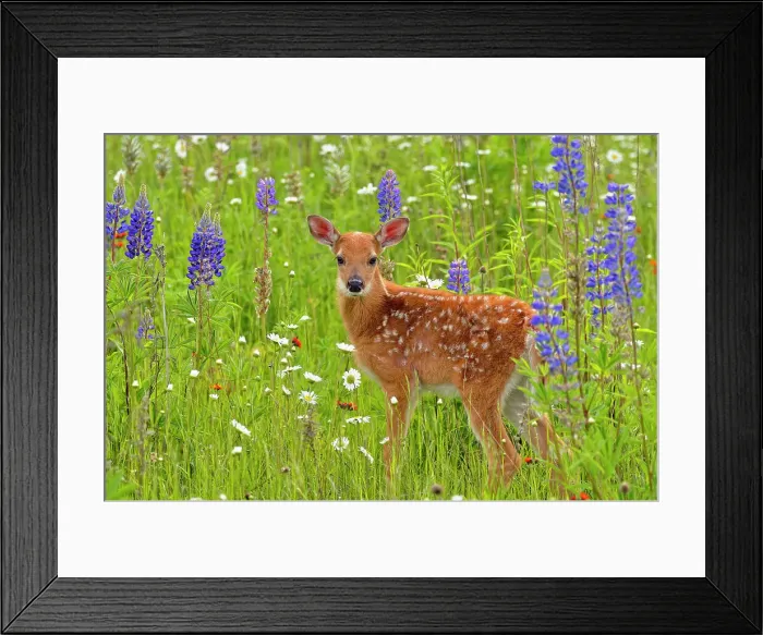 Framed Print : White-tailed deer (Odocoileus virginianus) Fawn, captive raised, Minnesota wildlife Connection, Sandstone, Minnesota, USA