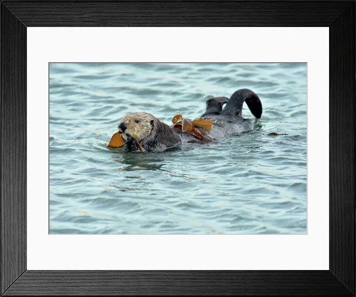 Framed Print : Sea otter (Enhydra lutris) With kelp wound around body, Morro Bay, California, USA Framed Print : Sea otter (Enhydra lutris) With kelp wound around body, Morro Bay, California, USA