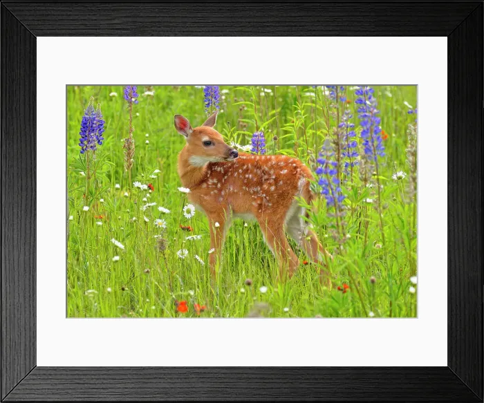 Framed Print : White-tailed deer (Odocoileus virginianus) Fawn, captive raised, Minnesota wildlife Connection, Sandstone, Minnesota, USA Framed Print : White-tailed deer (Odocoileus virginianus) Fawn, captive raised, Minnesota wildlife Connection, Sandstone, Minnesota, USA