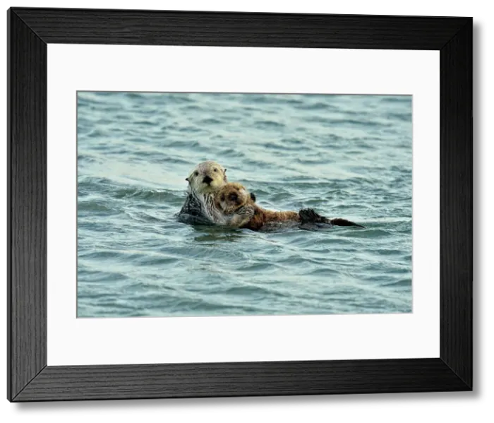 Framed Print : Sea otter (Enhydra lutris) Mother and pup rafting in Morro Bay Estuary, Morro Bay, California, USA Framed Print : Sea otter (Enhydra lutris) Mother and pup rafting in Morro Bay Estuary, Morro Bay, California, USA