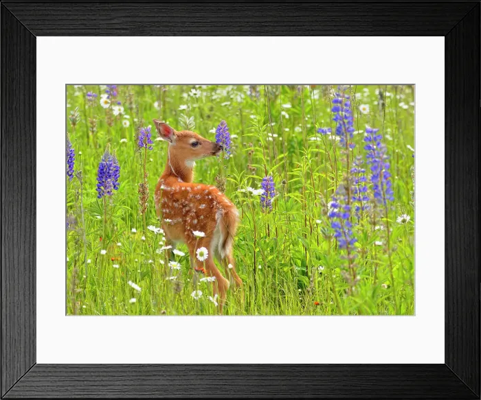 Framed Print : White-tailed deer (Odocoileus virginianus) Fawn, captive raised, Minnesota wildlife Connection, Sandstone, Minnesota, USA Framed Print : White-tailed deer (Odocoileus virginianus) Fawn, captive raised, Minnesota wildlife Connection, Sandstone, Minnesota, USA