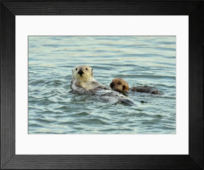 Framed Print : Sea otter (Enhydra lutris) Mother and pup rafting in Morro Bay Estuary, Morro Bay, California, USA Framed Print : Sea otter (Enhydra lutris) Mother and pup rafting in Morro Bay Estuary, Morro Bay, California, USA