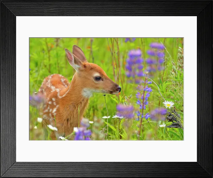 Framed Print : White-tailed deer (Odocoileus virginianus) Fawn, captive raised, Minnesota wildlife Connection, Sandstone, Minnesota, USA Framed Print : White-tailed deer (Odocoileus virginianus) Fawn, captive raised, Minnesota wildlife Connection, Sandstone, Minnesota, USA