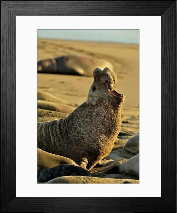 Framed Print : Northern elephant seal (Mirounga angustirostris) Bull / male displaying at breeding colony, San Simeon, Piedras Blancas Rookery, California, USA Framed Print : Northern elephant seal (Mirounga angustirostris) Bull / male displaying at breeding colony, San Simeon, Piedras Blancas Rookery, California, USA