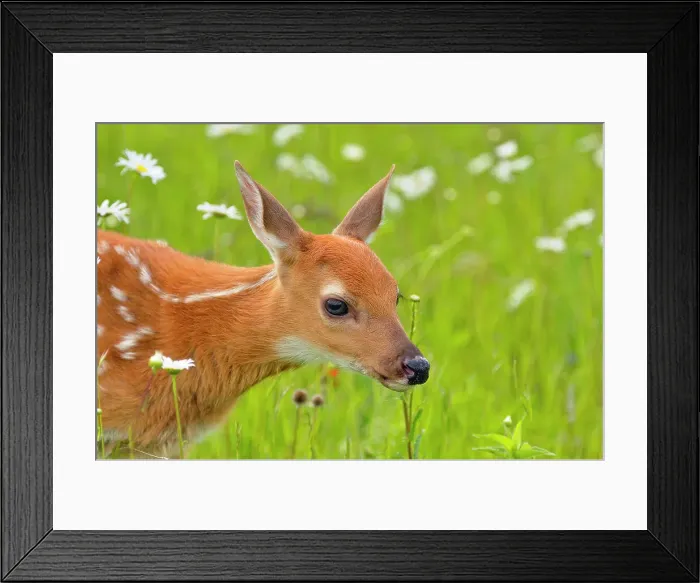 Framed Print : White-tailed deer (Odocoileus virginianus) Fawn, captive raised, Minnesota wildlife Connection, Sandstone, Minnesota, USA Framed Print : White-tailed deer (Odocoileus virginianus) Fawn, captive raised, Minnesota wildlife Connection, Sandstone, Minnesota, USA