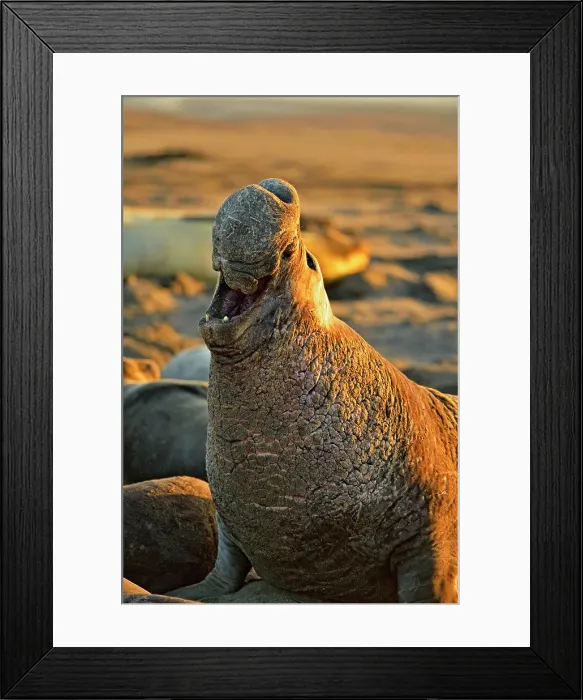 Framed Print : Northern elephant seal (Mirounga angustirostris) Bull / male displaying at breeding colony, San Simeon, Piedras Blancas Rookery, California, USA