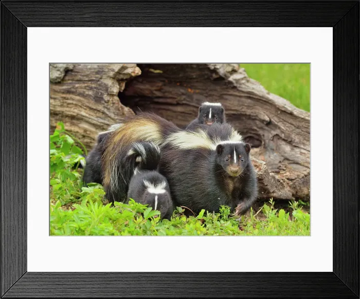 Framed Print : Striped Skunk (Mephitis mephitis) Mother and young, captive, Minnesota wildlife Connection, Sandstone, Minnesota, USA Framed Print : Striped Skunk (Mephitis mephitis) Mother and young, captive, Minnesota wildlife Connection, Sandstone, Minnesota, USA