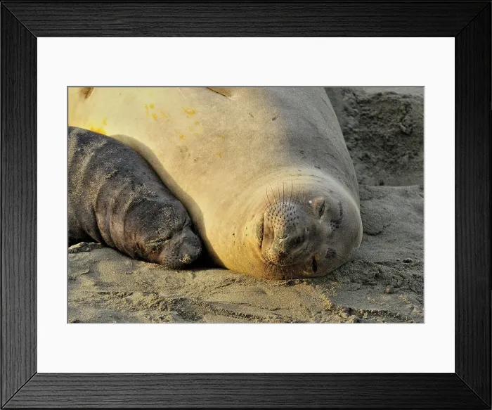 Framed Print : Northern elephant seal (Mirounga angustirostris) Female sleeping with pup in beach breeding rookery, San Simeon, Piedras Blancas Rookery, California, USA Framed Print : Northern elephant seal (Mirounga angustirostris) Female sleeping with pup in beach breeding rookery, San Simeon, Piedras Blancas Rookery, California, USA