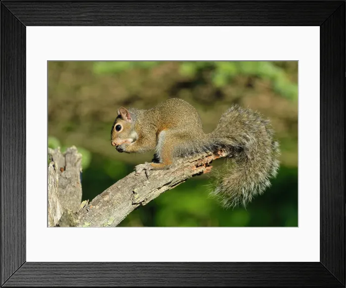 Framed Print : Eastern gray squirrel (Sciurus carolinensis) Young, captive, Minnesota wildlife Connection, Sandstone, Minnesota, USA Framed Print : Eastern gray squirrel (Sciurus carolinensis) Young, captive, Minnesota wildlife Connection, Sandstone, Minnesota, USA