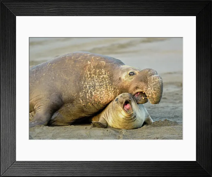 Framed Print : Northern elephant seal (Mirounga angustirostris) Mating on beach in breeding rookery, San Simeon, Piedras Blancas Rookery, California, USA Framed Print : Northern elephant seal (Mirounga angustirostris) Mating on beach in breeding rookery, San Simeon, Piedras Blancas Rookery, California, USA
