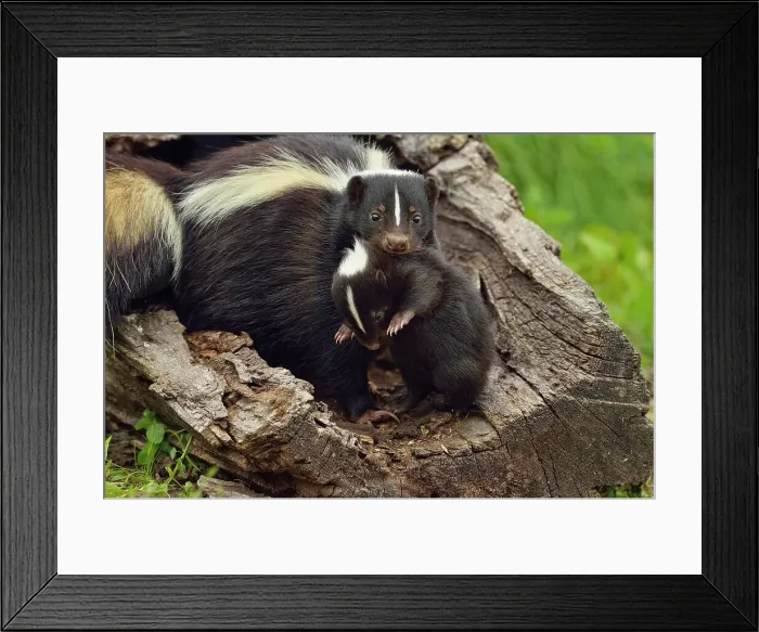 Framed Print : Striped Skunk (Mephitis mephitis) Mother carrying baby, captive, Minnesota wildlife Connection, Sandstone, Minnesota, USA