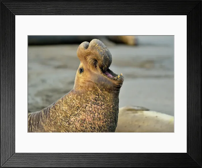 Framed Print : Northern elephant seal (Mirounga angustirostris) Bull / male displaying at breeding colony, San Simeon, Piedras Blancas Rookery, California, USA Framed Print : Northern elephant seal (Mirounga angustirostris) Bull / male displaying at breeding colony, San Simeon, Piedras Blancas Rookery, California, USA