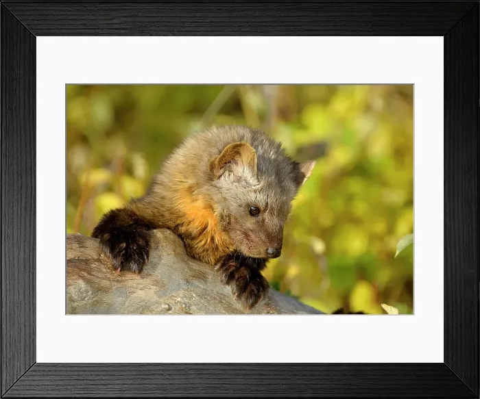 Framed Print : American marten / Pine marten (Martes americana)- captive, Bozeman, Montana, USA Framed Print : American marten / Pine marten (Martes americana)- captive, Bozeman, Montana, USA