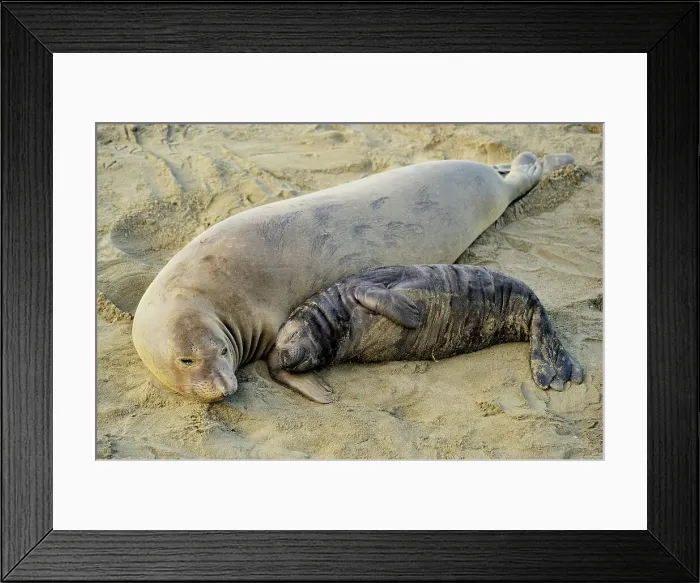 Framed Print : Northern elephant seal (Mirounga angustirostris) Female sleeping with pup in beach breeding rookery, San Simeon, Piedras Blancas Rookery, California, USA