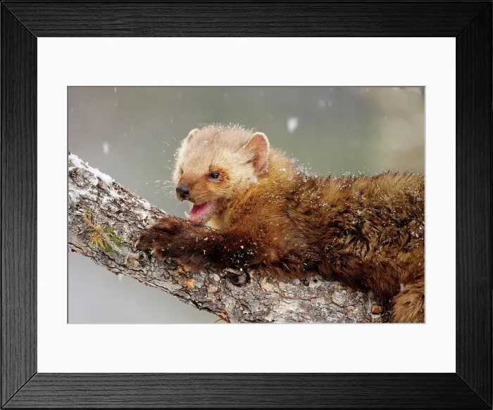 Framed Print : Pine / American Marten (Martes americana)- captive in winter habitat, Bozeman, Montana, USA Framed Print : Pine / American Marten (Martes americana)- captive in winter habitat, Bozeman, Montana, USA